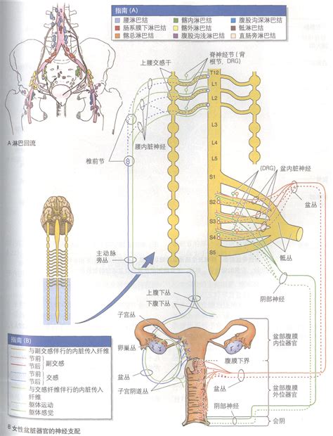 女性私处|女性生殖器官解剖图